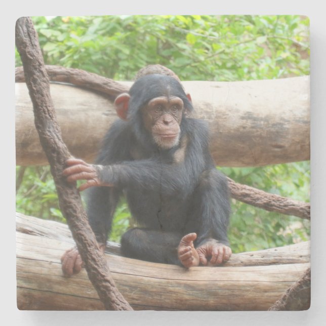 Chimpanzee 001 stone coaster (Front)