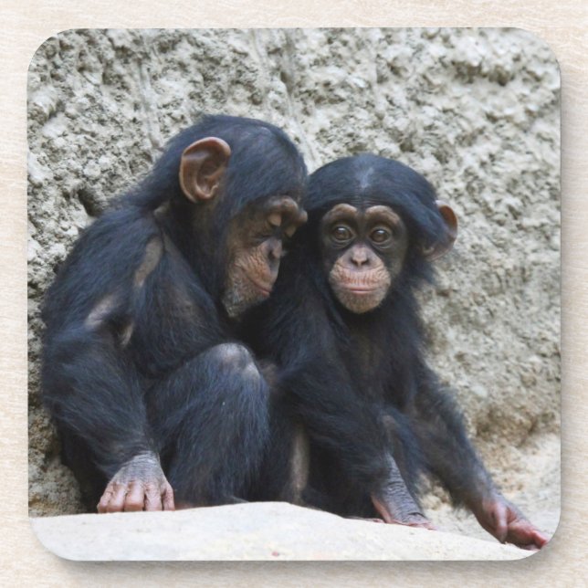 Chimpanzee 002 coaster (Front)