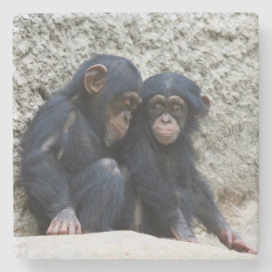 Chimpanzee 002 stone coaster