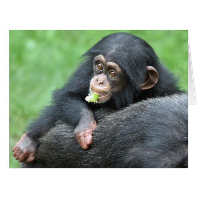 Chimpanzee 005 (Front Horizontal)