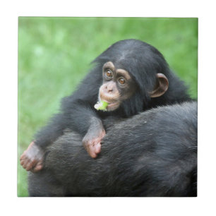 Chimpanzee 005 ceramic tile