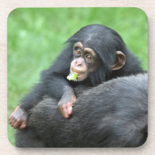 Chimpanzee 005 coaster