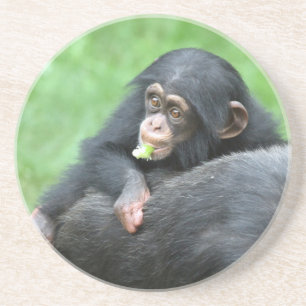 Chimpanzee 005 coaster