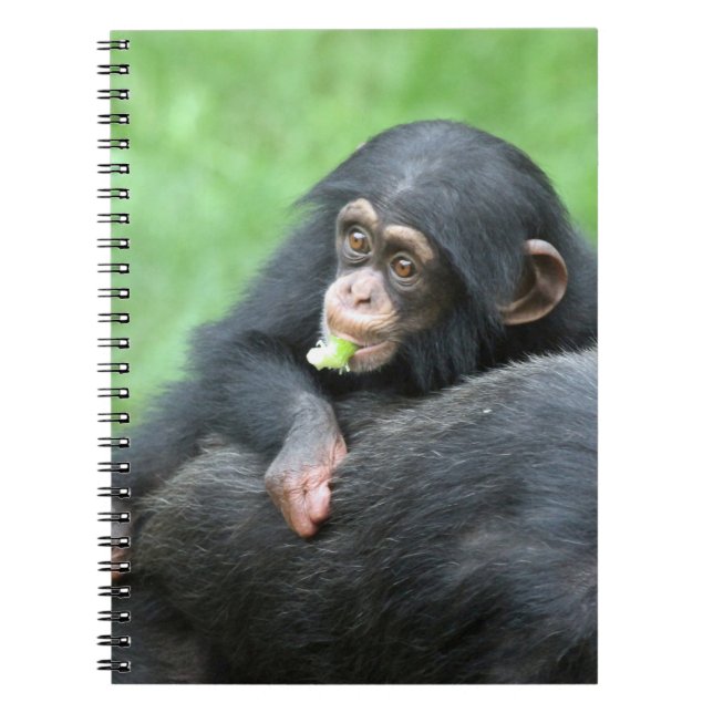 Chimpanzee 005 notebook (Front)