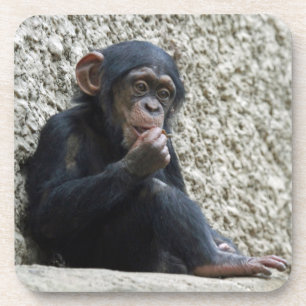 Chimpanzee 013 coaster