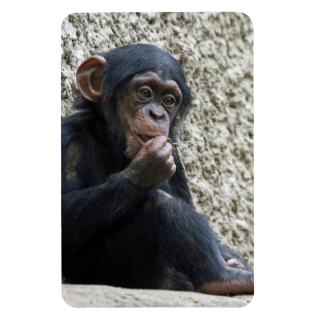 Chimpanzee 013 magnet (Vertical)