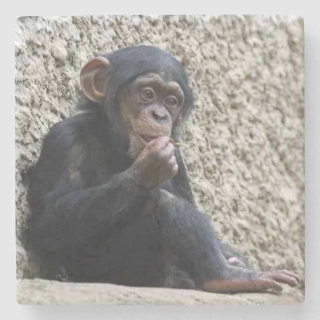 Chimpanzee 013 stone coaster (Front)