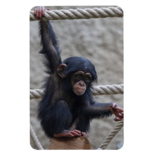 Chimpanzee 017 magnet