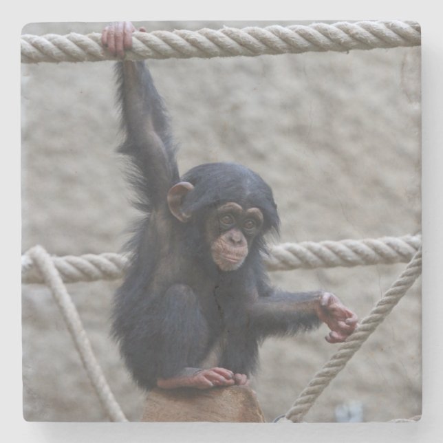 Chimpanzee 017 stone coaster (Front)
