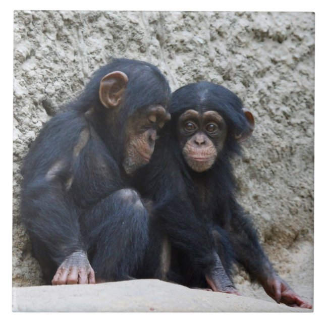 Chimpanzee 022 ceramic tile (Front)