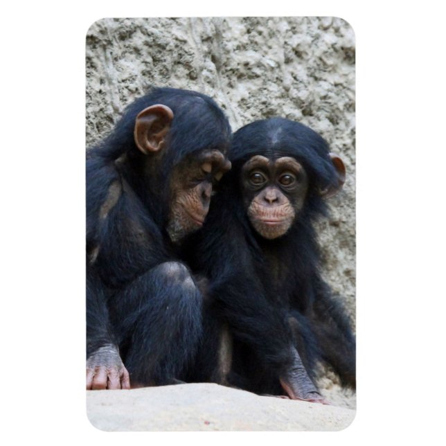 Chimpanzee 022 magnet (Vertical)