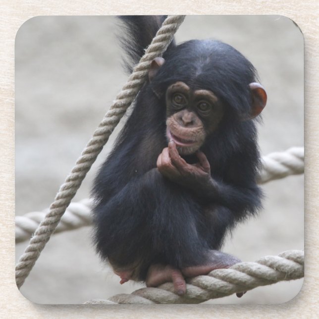 Chimpanzee 030 coaster (Front)