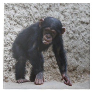 Chimpanzee 031 ceramic tile