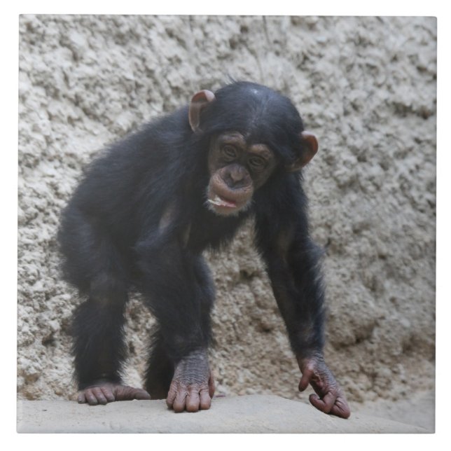 Chimpanzee 031 ceramic tile (Front)