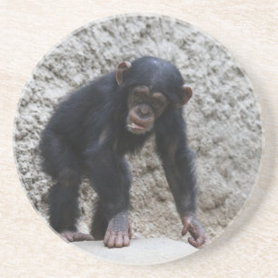 Chimpanzee 031 coaster