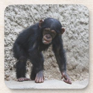 Chimpanzee 031 coaster