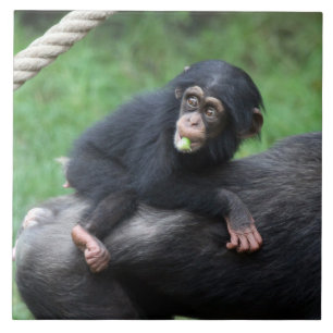 Chimpanzee 032 ceramic tile