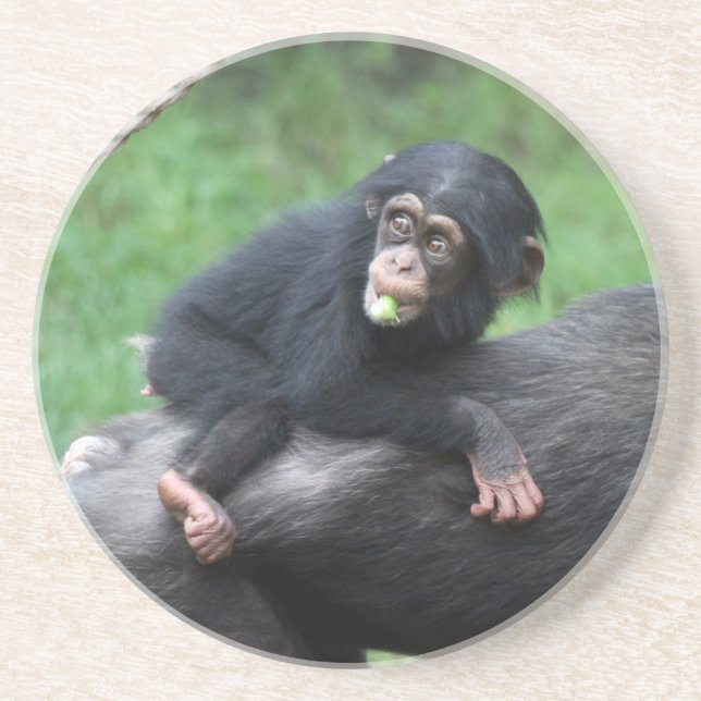 Chimpanzee 032 coaster (Front)