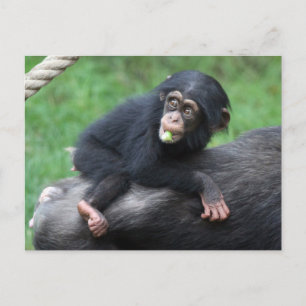 Chimpanzee 032 postcard