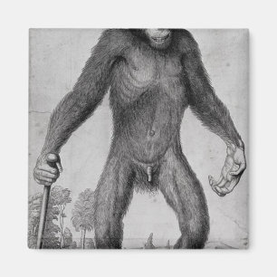 Chimpanzee, 1699 magnet
