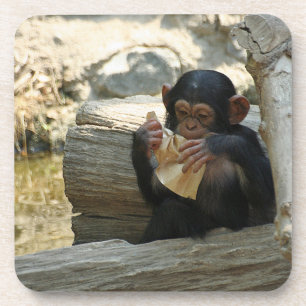 Chimpanzee_2015_0101 Coaster