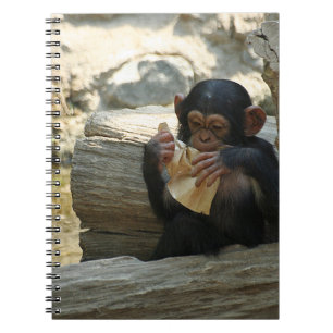 Chimpanzee_2015_0101 Notebook