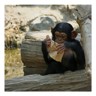 Chimpanzee_2015_0101 Poster