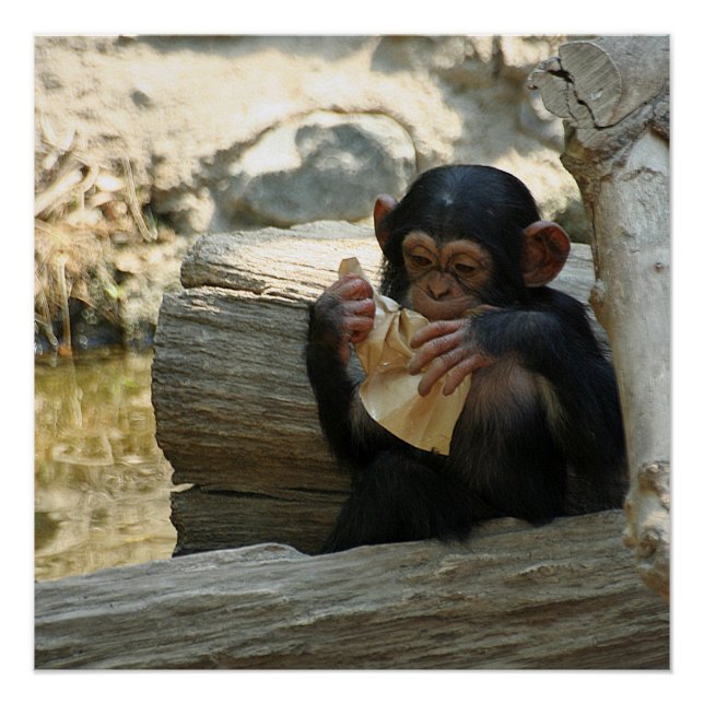 Chimpanzee_2015_0101 Poster (Front)