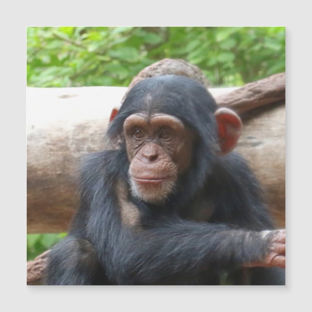 Chimpanzee_2015_0504 (Front)