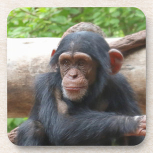 Chimpanzee_2015_0504 Coaster