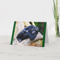 Chimpanzee at rest