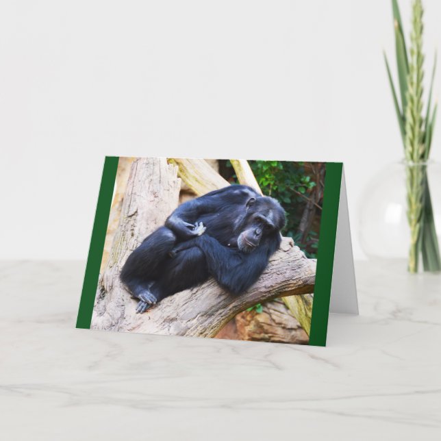 Chimpanzee at rest holiday card (Front)