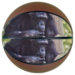 Chimpanzee Basketball