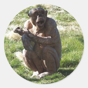 CHIMPANZEE CLASSIC ROUND STICKER