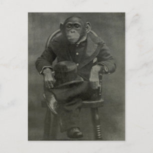 "Chimpanzee Dandy" Postcard