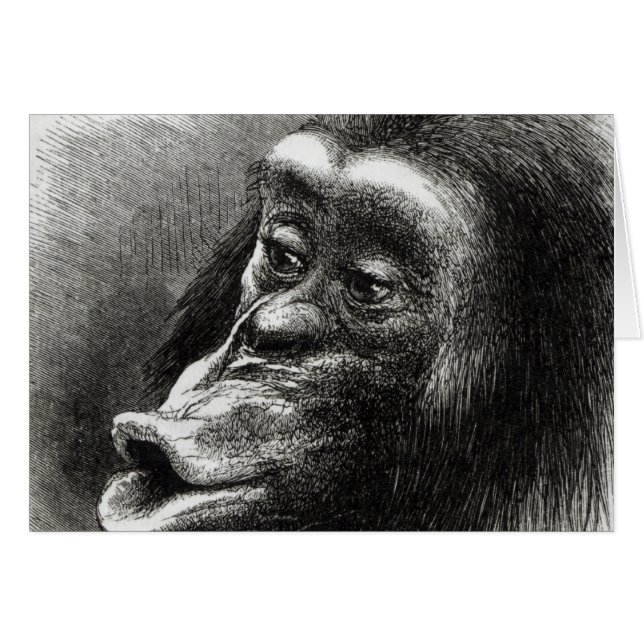 Chimpanzee Disappointed and Sulky (Front Horizontal)