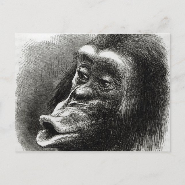 Chimpanzee Disappointed and Sulky Postcard (Front)