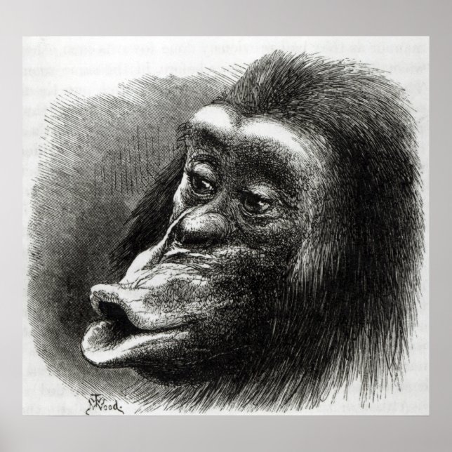 Chimpanzee Disappointed and Sulky Poster (Front)