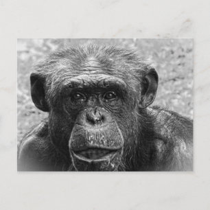 Chimpanzee Face, Great Character, Black and White Postcard