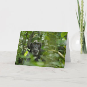 Chimpanzee Hidden Amongst Vegetation Card