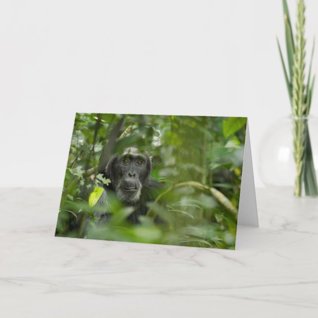 Chimpanzee Hidden Amongst Vegetation Card (Front)