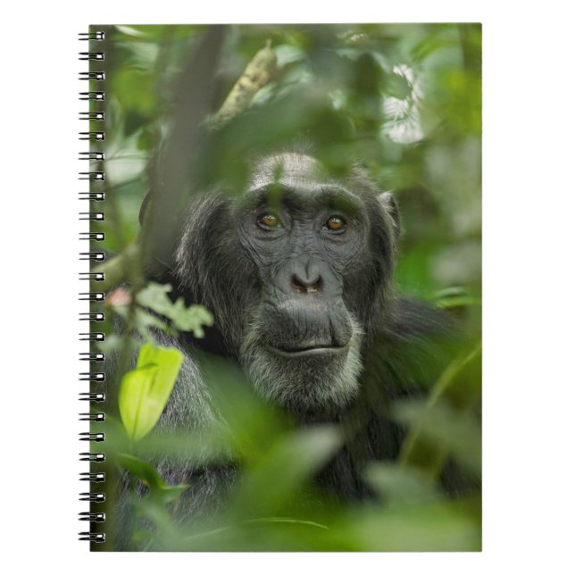 Chimpanzee Hidden Amongst Vegetation Notebook (Front)