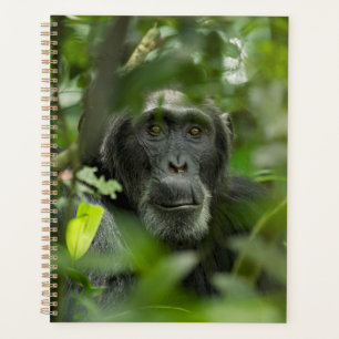 Chimpanzee Hidden Amongst Vegetation Planner