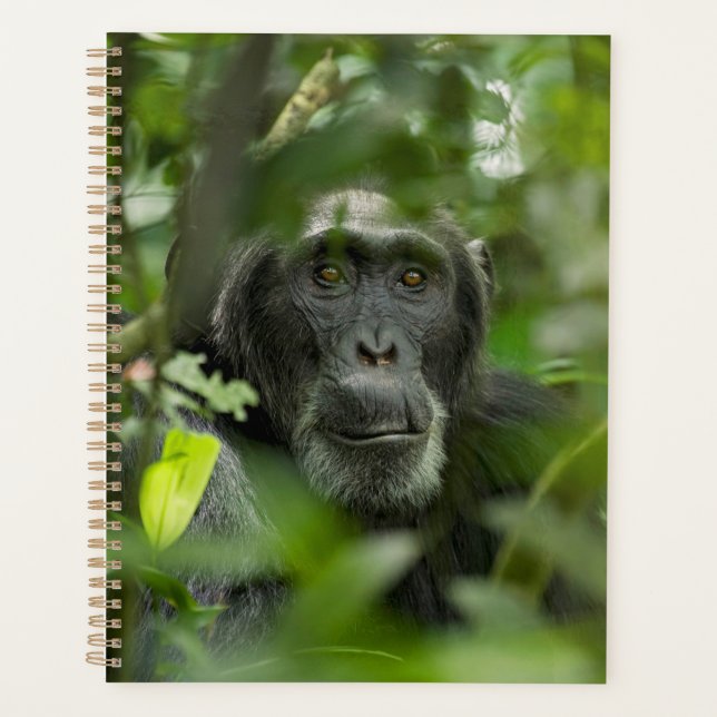 Chimpanzee Hidden Amongst Vegetation Planner (Front)