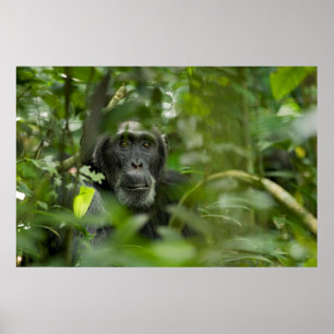 Chimpanzee Hidden Amongst Vegetation Poster