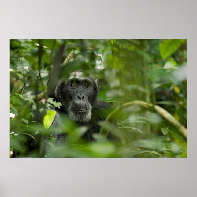 Chimpanzee Hidden Amongst Vegetation Poster (Front)