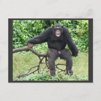 Chimpanzee in Uganda Postcard