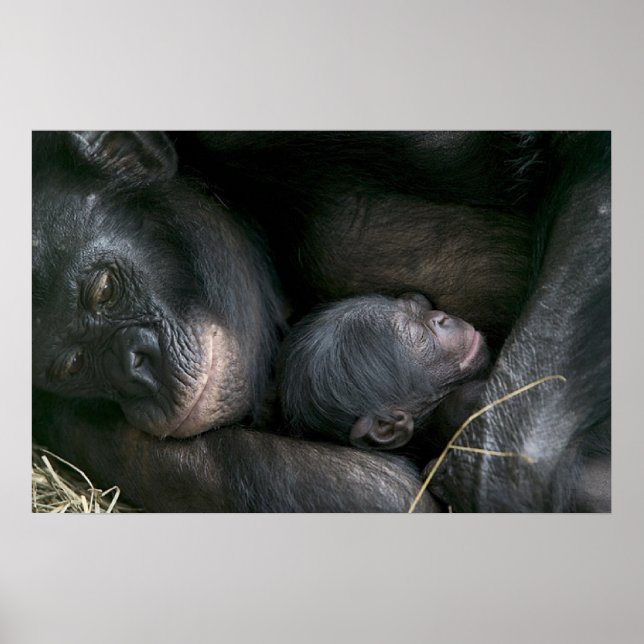 CHIMPANZEE MOTHER AND CHILD POSTER (Front)