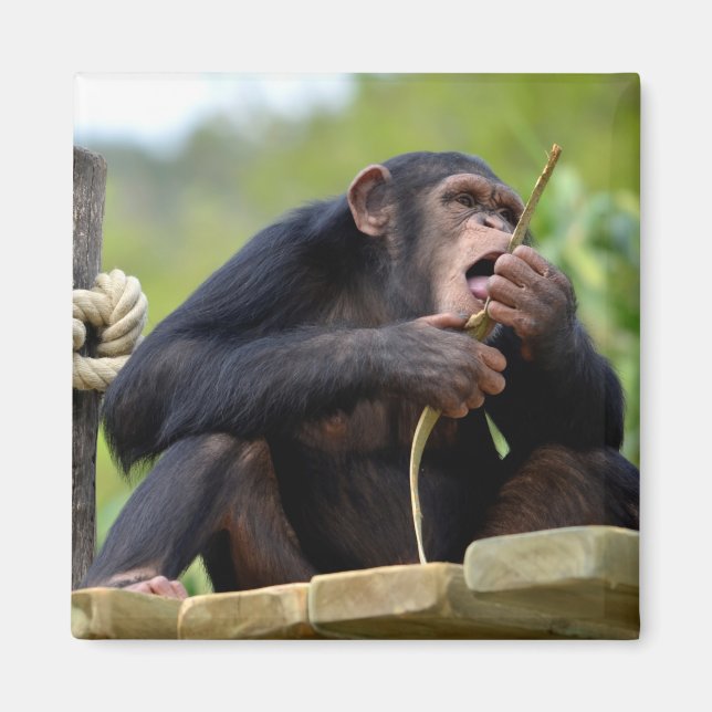Chimpanzee on plank and eating a bark tree postcar magnet (Front)