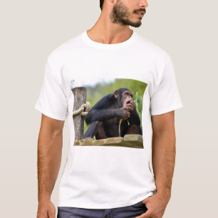 Chimpanzee on plank and eating a bark tree postcar T-Shirt